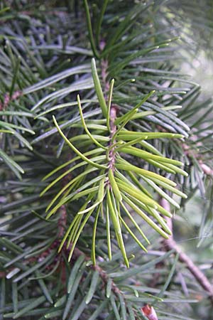 Pseudotsuga menziesii \ Grne Douglasie / Douglas Fir, D Dhaun 16.6.2008
