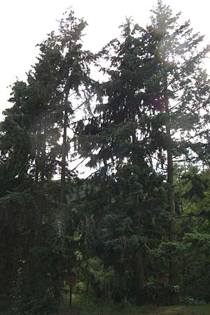 Pseudotsuga menziesii \ Grne Douglasie / Douglas Fir, D Dhaun 16.6.2008