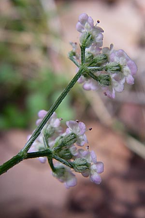 Torilis arvensis \ Acker-Klettenkerbel / Spreading Hedge Parsley, D Ramsen 7.9.2008