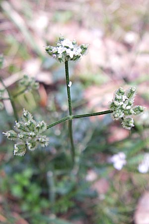 Torilis arvensis \ Acker-Klettenkerbel / Spreading Hedge Parsley, D Ramsen 7.9.2008