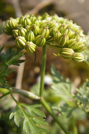Aethusa cynapium \ Hunds-Petersilie, Garten-Schierling / Fool's Parsley, D Mannheim 2.7.2009