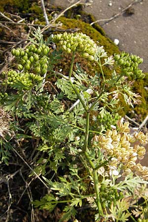 Aethusa cynapium \ Hunds-Petersilie, Garten-Schierling / Fool's Parsley, D Mannheim 2.7.2009