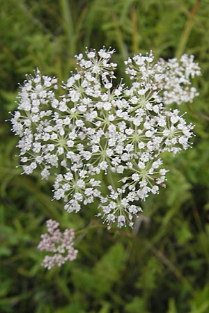 Selinum carvifolia \ Kmmelblttrige Silge / Cambridge Milk Parsley, D Offenburg 27.7.2009