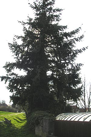 Pseudotsuga menziesii \ Grne Douglasie / Douglas Fir, D Tiefenthal 5.4.2010