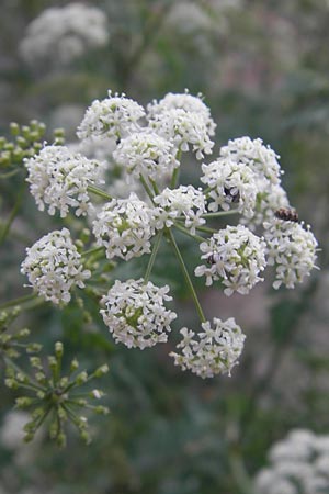 Conium maculatum \ Gefleckter Schierling, Flecken-Schierling / Hemlock, D Mannheim 4.6.2011