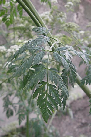 Conium maculatum \ Gefleckter Schierling, Flecken-Schierling / Hemlock, D Mannheim 4.6.2011