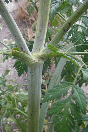 Conium maculatum \ Gefleckter Schierling, Flecken-Schierling / Hemlock, D Mannheim 4.6.2011
