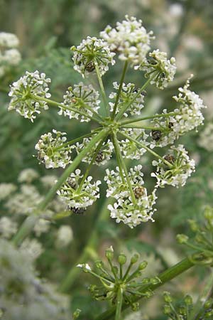 Conium maculatum \ Gefleckter Schierling, Flecken-Schierling / Hemlock, D Mannheim 5.6.2011