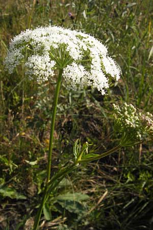 Cnidium dubium \ Sumpf-Brenndolde / Cnidium dubium, D Pfalz, Speyer 25.7.2012