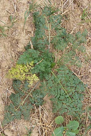 Conium maculatum \ Gefleckter Schierling, Flecken-Schierling / Hemlock, D Wiesloch 11.9.2012