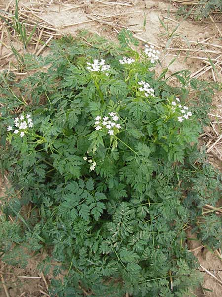 Conium maculatum \ Gefleckter Schierling, Flecken-Schierling / Hemlock, D Wiesloch 11.9.2012
