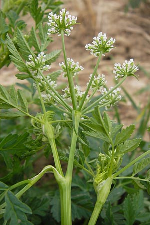 Conium maculatum \ Gefleckter Schierling, Flecken-Schierling / Hemlock, D Wiesloch 11.9.2012