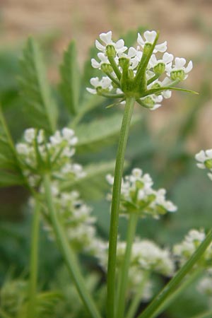 Conium maculatum \ Gefleckter Schierling, Flecken-Schierling / Hemlock, D Wiesloch 11.9.2012