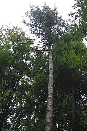 Pseudotsuga menziesii \ Grne Douglasie / Douglas Fir, D Heidelberg 4.10.2012