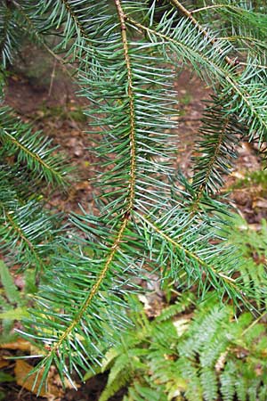 Pseudotsuga menziesii \ Grne Douglasie / Douglas Fir, D Heidelberg 4.10.2012