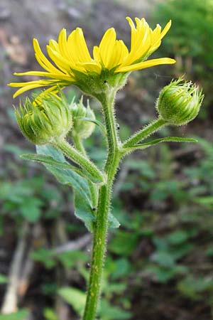 Doronicum austriacum \ sterreicher Gmswurz / Austrian Leopard's-Bane, D Zwiesel 9.6.2014