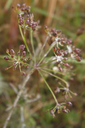 Aethusa cynapium \ Hunds-Petersilie, Garten-Schierling / Fool's Parsley, D Gladenbach 17.8.2014