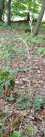 Dactylis polygama \ Wald-Knuelgras / Slender Cocksfoot Grass, D Bensheim 1.10.2014