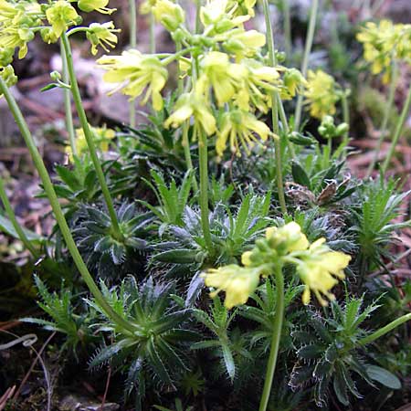 Draba korabensis \ Korab-Felsenbl�mchen / Mount Korab Whitlowgrass, D Botan. Gar.  Universit.  Heidelberg 13.3.2008