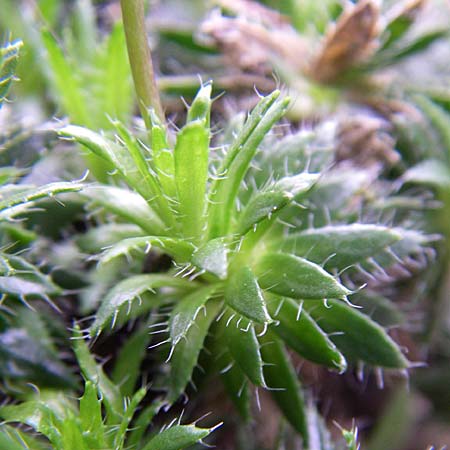 Draba korabensis \ Korab-Felsenbl�mchen / Mount Korab Whitlowgrass, D Botan. Gar.  Universit.  Heidelberg 13.3.2008