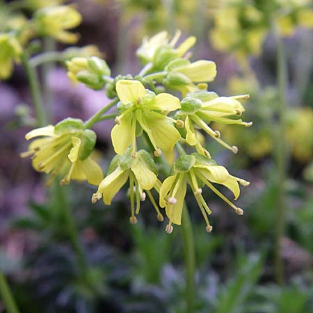 Draba korabensis \ Korab-Felsenbl�mchen / Mount Korab Whitlowgrass, D Botan. Gar.  Universit.  Heidelberg 13.3.2008