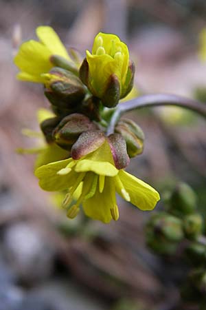 Draba cuspidata \ Krim-Felsenbl�mchen / Crimea Whitlowgrass, D Botan. Gar.  Universit.  Heidelberg 13.3.2008