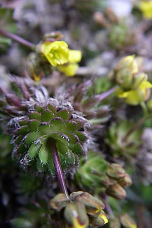 Draba cuspidata \ Krim-Felsenbl�mchen / Crimea Whitlowgrass, D Botan. Gar.  Universit.  Heidelberg 13.3.2008