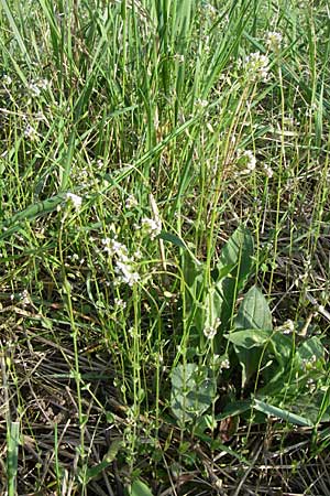 Draba muralis \ Mauer-Felsenblmchen / Wall Whitlowgrass, D Viernheim 25.4.2008