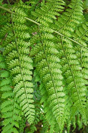 Dryopteris dilatata \ Breitblttriger Dornfarn, Groer Dornfarn / Broad Buckler Fern, D Kempten 22.5.2009