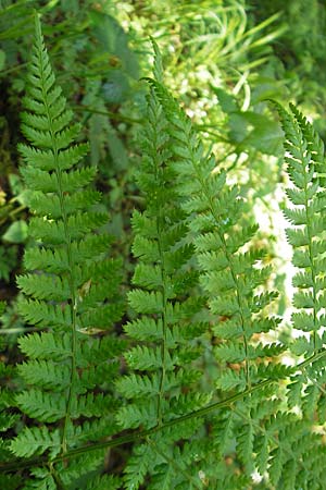 Dryopteris dilatata \ Breitblttriger Dornfarn, Groer Dornfarn / Broad Buckler Fern, D Kempten 22.5.2009