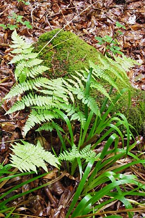 Dryopteris remota \ Entferntfiedriger Wurmfarn / Scaly Buckler Fern, D Schwarzwald/Black-Forest, Reichental 12.7.2014