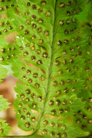 Dryopteris remota \ Entferntfiedriger Wurmfarn / Scaly Buckler Fern, D Schwarzwald/Black-Forest, Reichental 12.7.2014