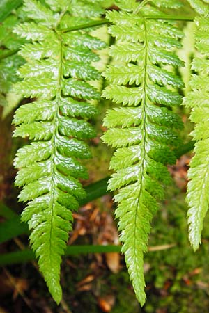 Dryopteris remota \ Entferntfiedriger Wurmfarn / Scaly Buckler Fern, D Schwarzwald/Black-Forest, Reichental 12.7.2014
