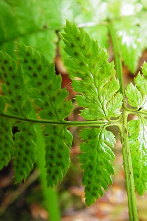 Dryopteris remota \ Entferntfiedriger Wurmfarn / Scaly Buckler Fern, D Schwarzwald/Black-Forest, Reichental 12.7.2014