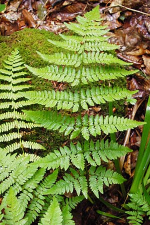 Dryopteris remota \ Entferntfiedriger Wurmfarn / Scaly Buckler Fern, D Schwarzwald/Black-Forest, Reichental 12.7.2014