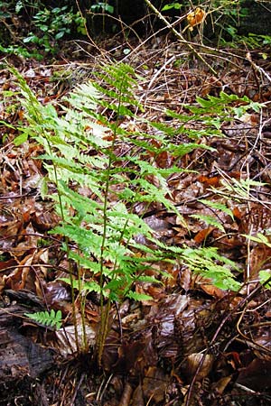 Dryopteris remota \ Entferntfiedriger Wurmfarn / Scaly Buckler Fern, D Schwarzwald/Black-Forest, Reichental 12.7.2014