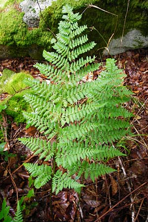 Dryopteris remota \ Entferntfiedriger Wurmfarn / Scaly Buckler Fern, D Schwarzwald/Black-Forest, Reichental 12.7.2014