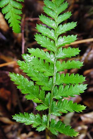 Dryopteris remota \ Entferntfiedriger Wurmfarn / Scaly Buckler Fern, D Schwarzwald/Black-Forest, Reichental 12.7.2014