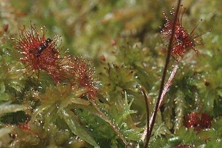 Drosera rotundifolia \ Rundblttriger Sonnentau / Round-Leaved Sundew, D Allgäu, Kisslegg 28.7.1990