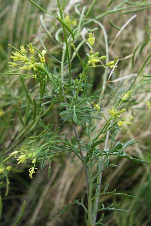 Descurainia sophia \ Besen-Rauke / Flixweed, Tansy Mustard, D Neuleiningen 3.7.2007