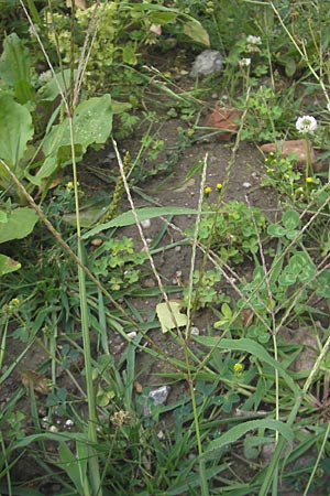 Digitaria sanguinalis \ Blutrote Fingerhirse / Hairy Finger-Grass, D Karlsruhe 24.7.2010
