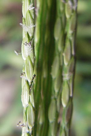 Digitaria sanguinalis \ Blutrote Fingerhirse / Hairy Finger-Grass, D Karlsruhe 24.7.2010
