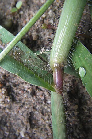 Digitaria sanguinalis \ Blutrote Fingerhirse / Hairy Finger-Grass, D Karlsruhe 24.7.2010