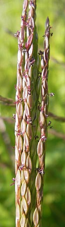 Digitaria sanguinalis \ Blutrote Fingerhirse / Hairy Finger-Grass, D Reilingen 11.9.2010