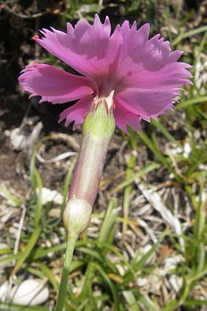 Dianthus sylvestris \ Stein-Nelke / Wood Pink, D Immenstadt 21.6.2011