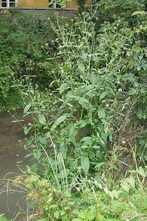 Dipsacus strigosus \ Schlanke Karde / Yellow-Flowered Teasel, D Unterschleißheim 30.7.2011