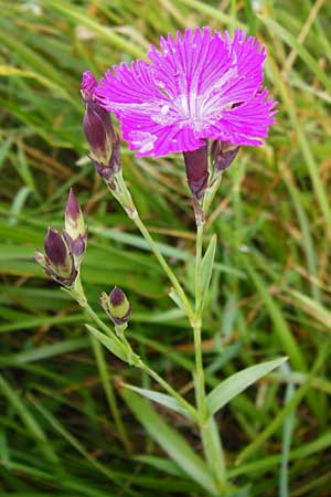 Dianthus sylvaticus \ Busch-Nelke / Ragged Pink, D Irndorfer Hardt 8.7.2014