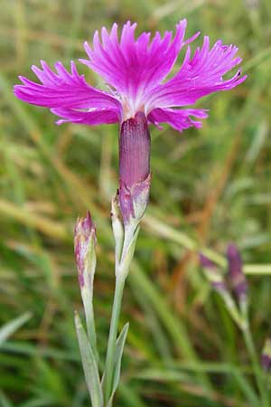 Dianthus sylvaticus \ Busch-Nelke / Ragged Pink, D Irndorfer Hardt 8.7.2014