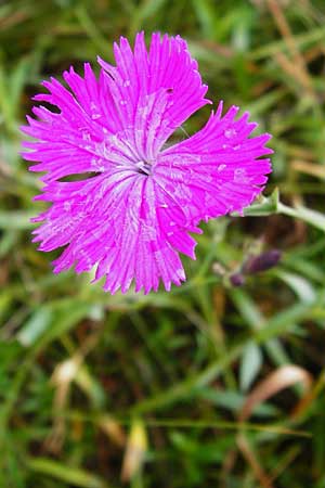 Dianthus sylvaticus \ Busch-Nelke / Ragged Pink, D Irndorfer Hardt 8.7.2014