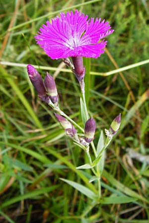 Dianthus sylvaticus \ Busch-Nelke / Ragged Pink, D Irndorfer Hardt 8.7.2014